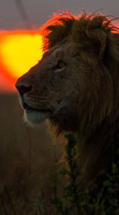 tour safari viaggi e vacanze africa